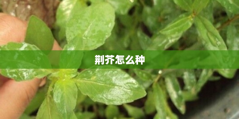 荆芥怎么种 荆芥怎么种