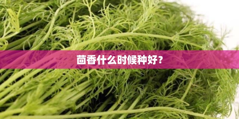 茴香什么时候种好? 茴香什么时候种好?