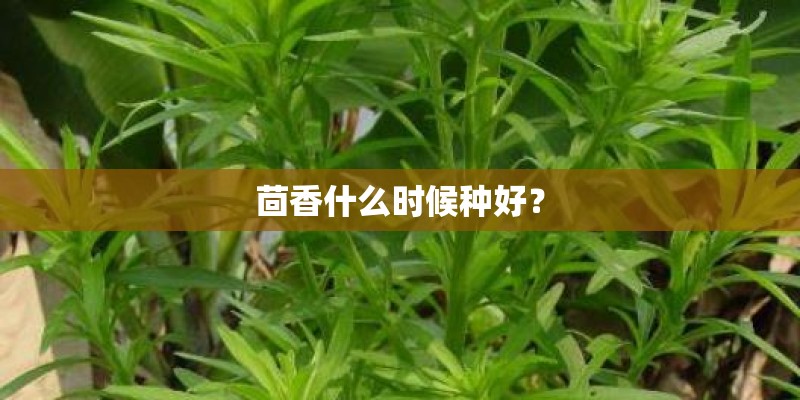茴香什么时候种好? 茴香什么时候种好?