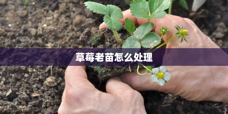 草莓老苗怎么处理