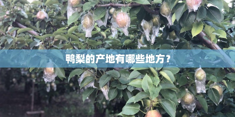 鸭梨的产地有哪些地方? 鸭梨的产地有哪些地方?