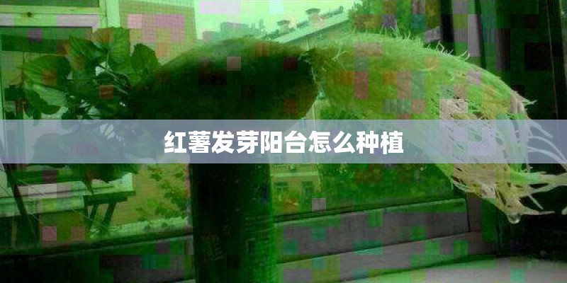 红薯发芽阳台怎么种植