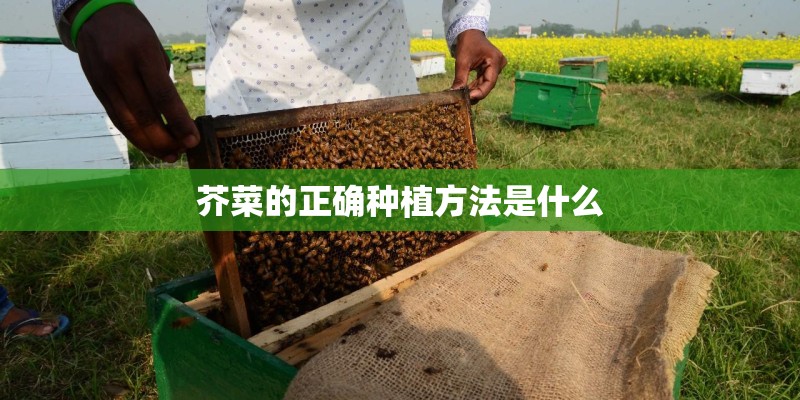 芥菜的正确种植方法是什么 芥菜的正确种植方法是什么