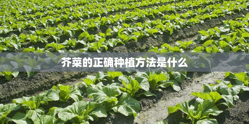 芥菜的正确种植方法是什么 芥菜的正确种植方法是什么