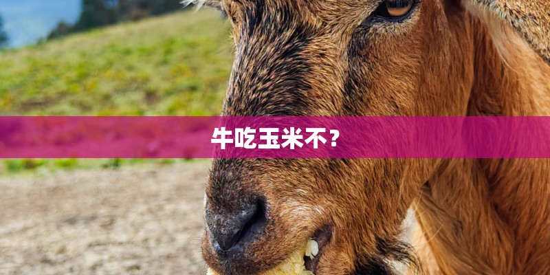 牛吃玉米不？