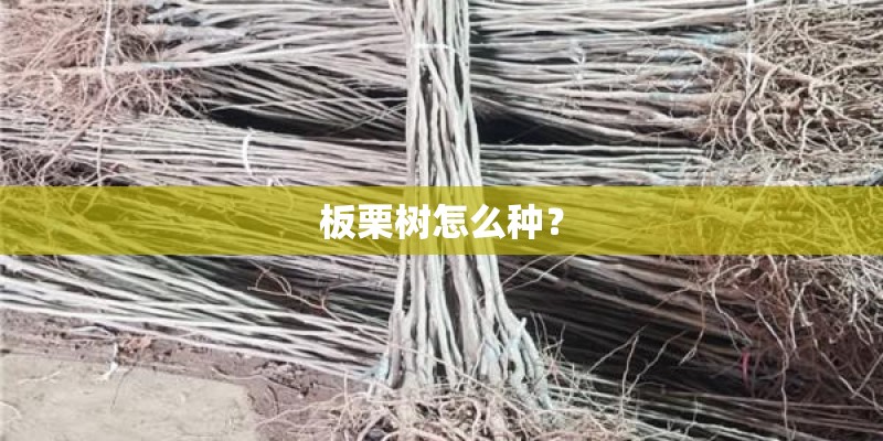 板栗树怎么种？