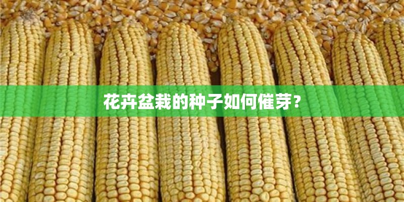花卉盆栽的种子如何催芽? 花卉盆栽的种子如何催芽?