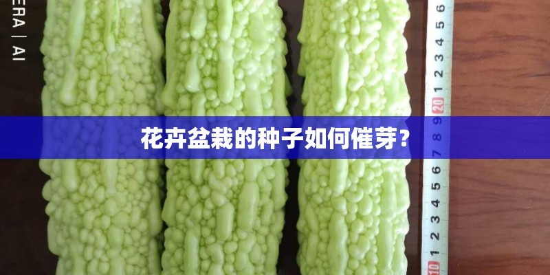 花卉盆栽的种子如何催芽? 花卉盆栽的种子如何催芽?
